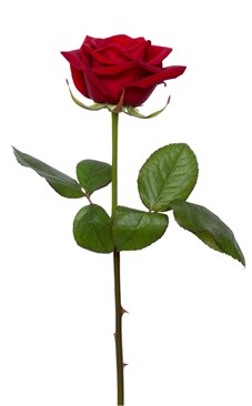rose-2033799_1920