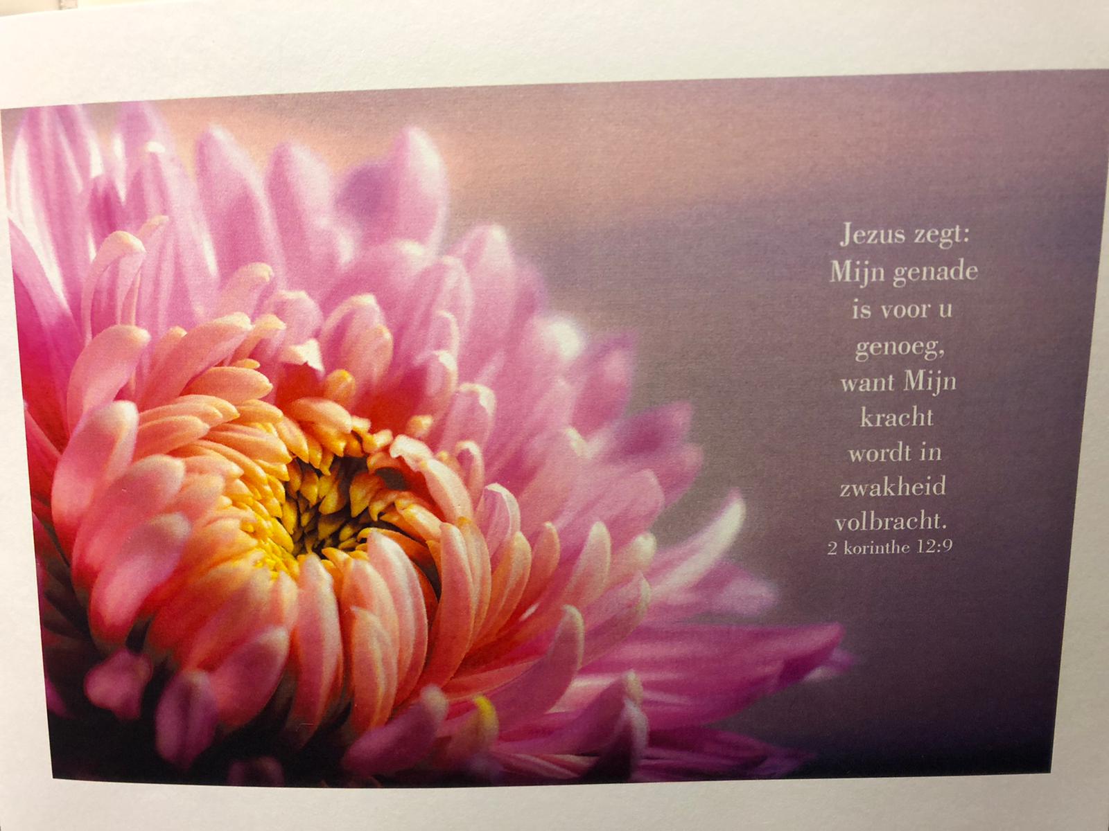 Teus Hollaar overleden