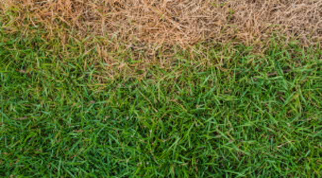 geel gras
