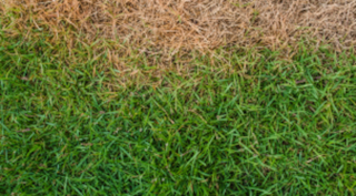 geel gras