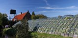Druiven tuin